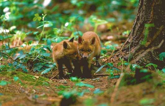 Red Fox cubs